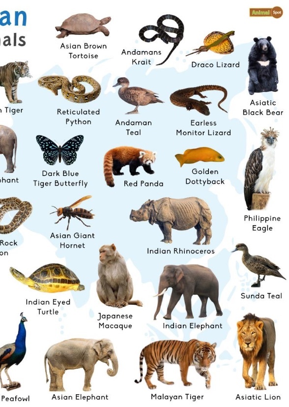 Asian Animals