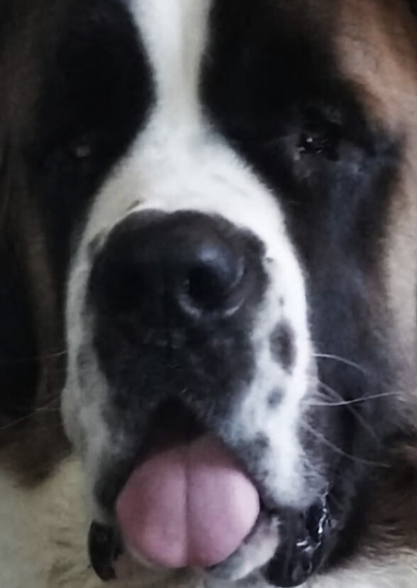 Assassin's Creed: The Guardian's Loyal Hound