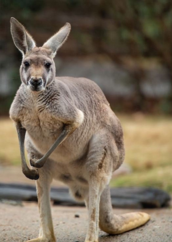 Australian Animals (original MyCast)