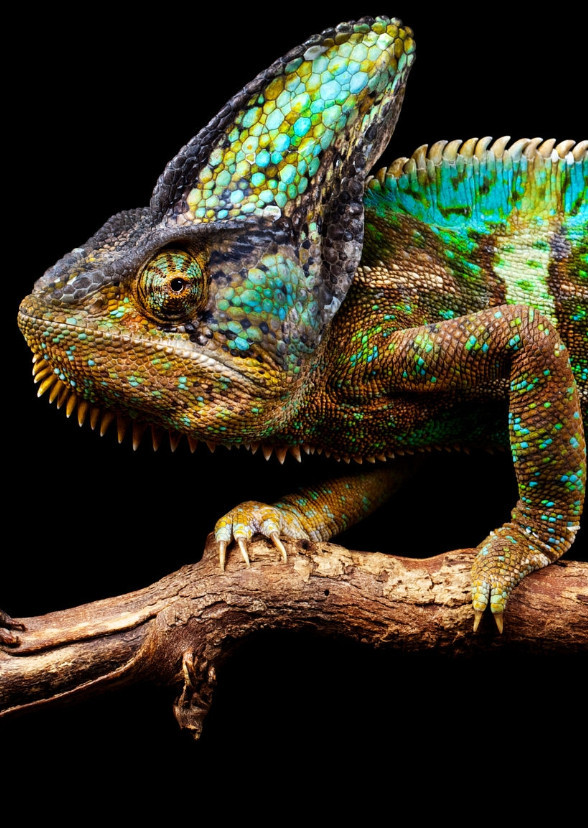 Bibo the Chameleon (Sony/Columbia Pictures)