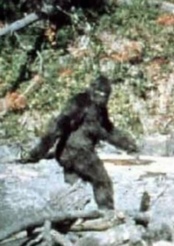 Bigfoot