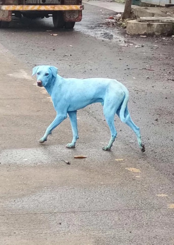 Blue dogs