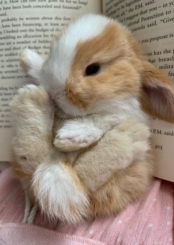 Bunny