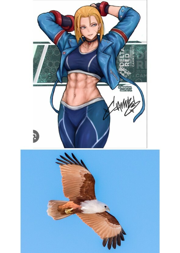 Cammy’s pet Brahminy Kite