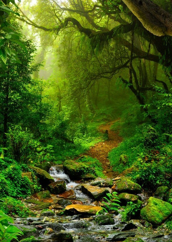 Cammy ships Golden eagles into Amazon rainforest