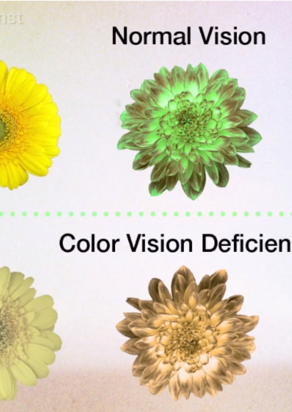 Can color blindness be cured?
