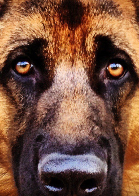 Canis Morbus