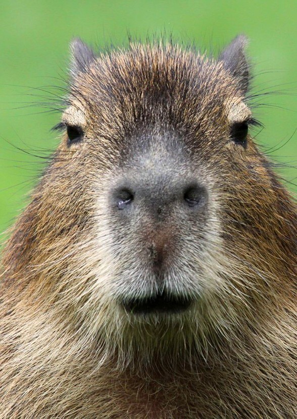 Capybara And Coati