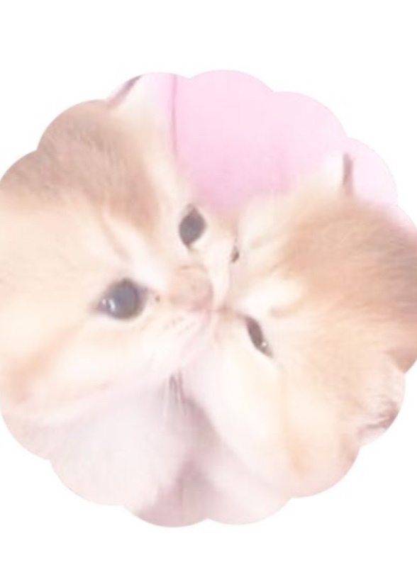 Cat Pretty