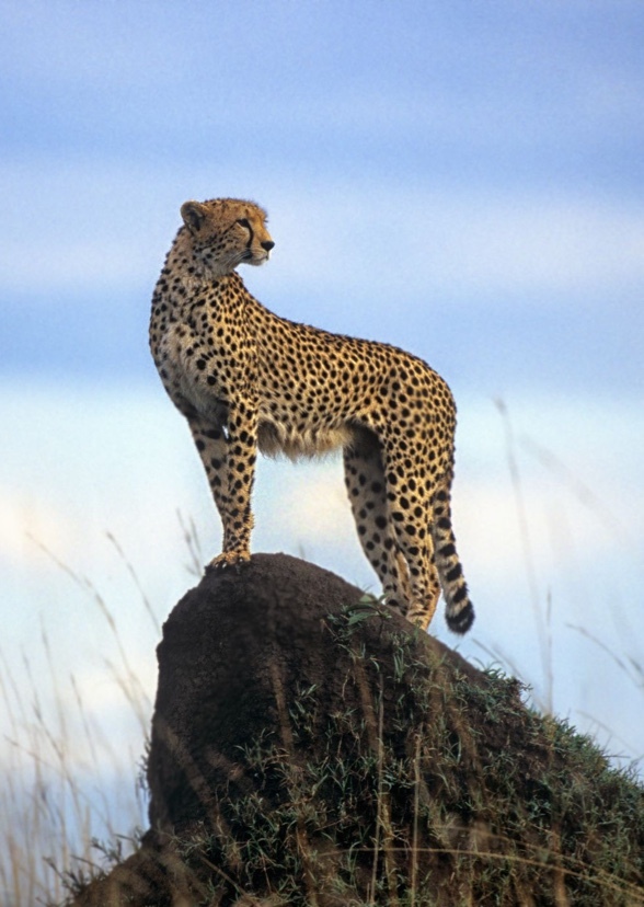 Cheetah girl