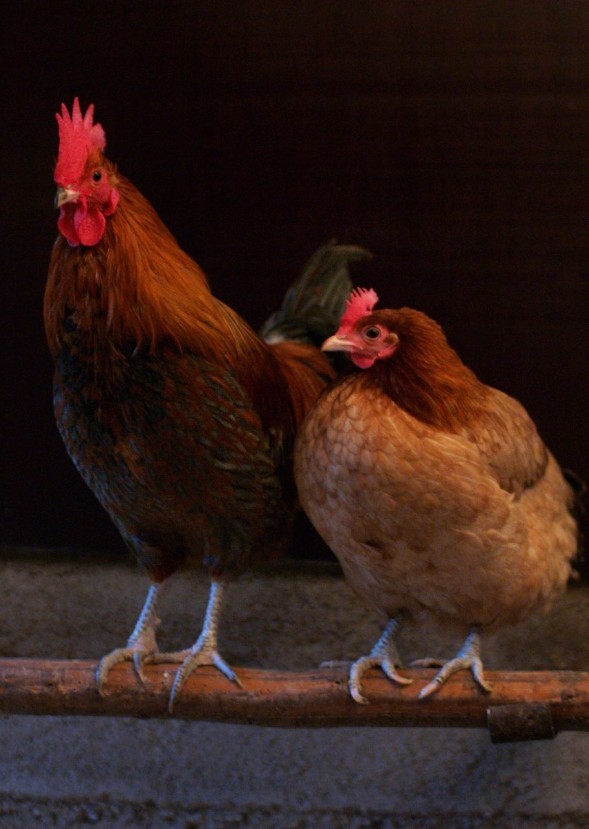 Chickens