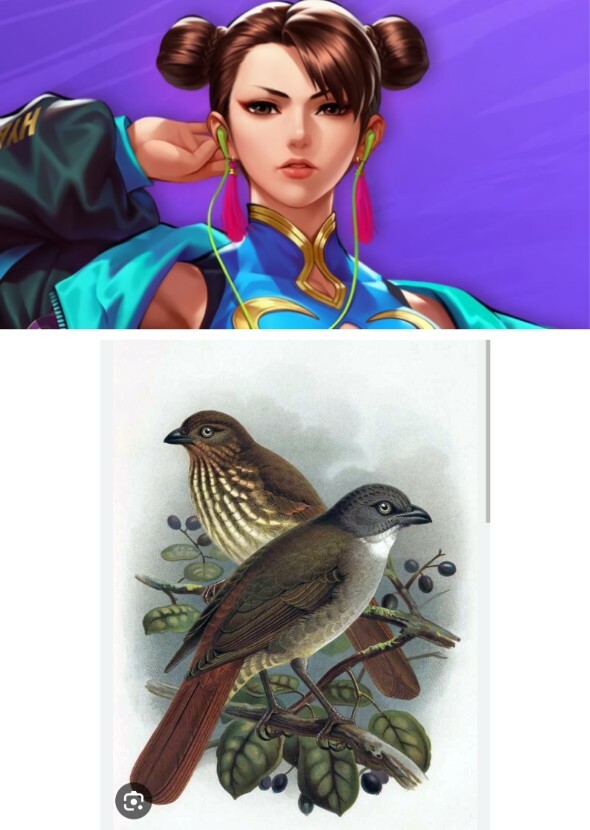 Chun Li revives the piopio from extinction