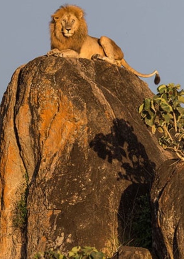 Circle of Life