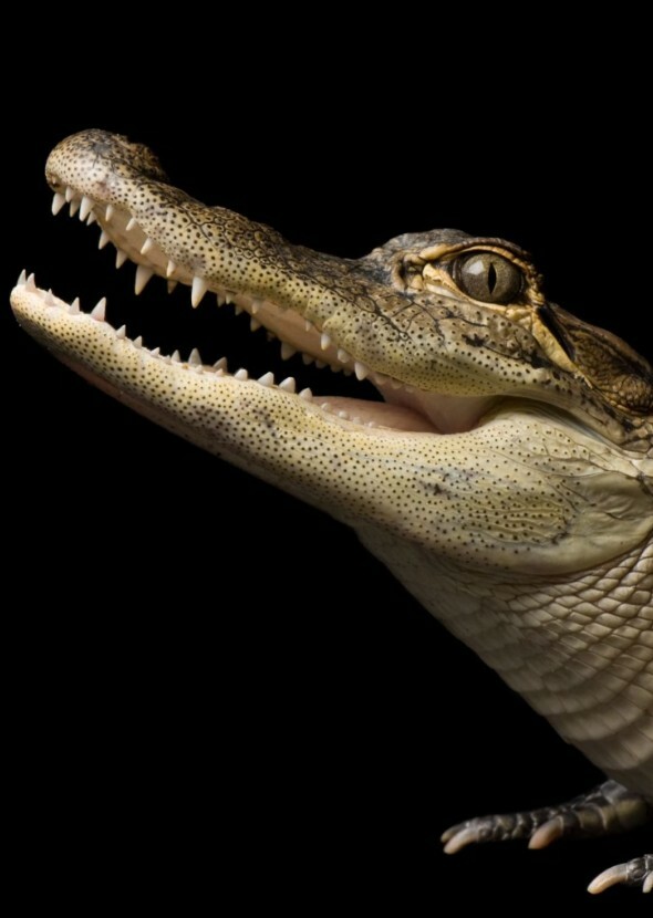 Club American Alligator