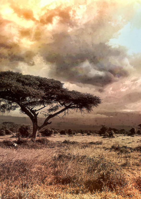 Cold Justice 6 : Blood on the African Bush (2010)