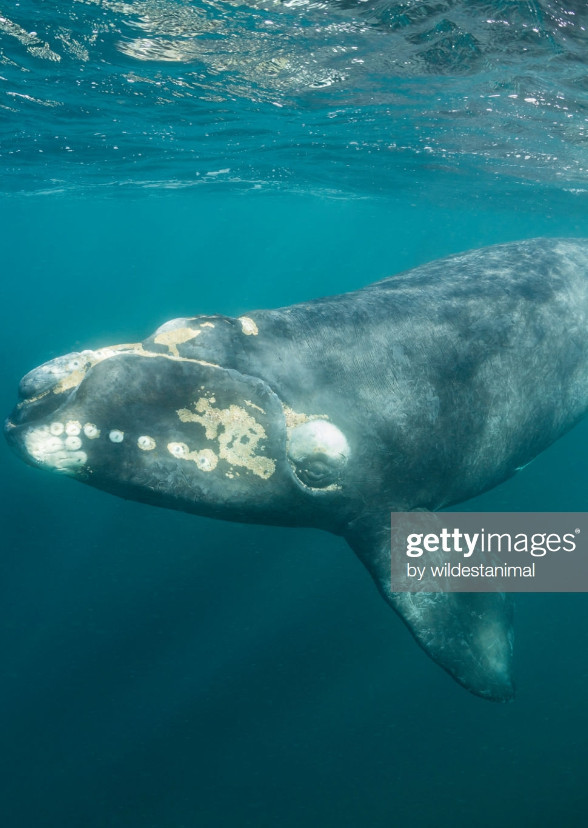 David the Southern Right Whale (Universal Pictures)