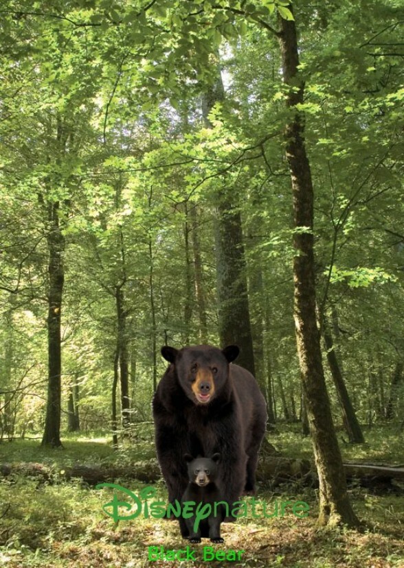 Disneynature Black Bear