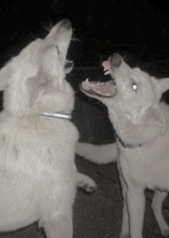 Dogmouth