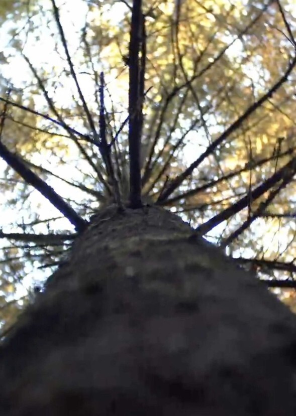 Don't let the forest in