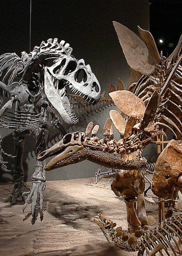 Dragon Bones 