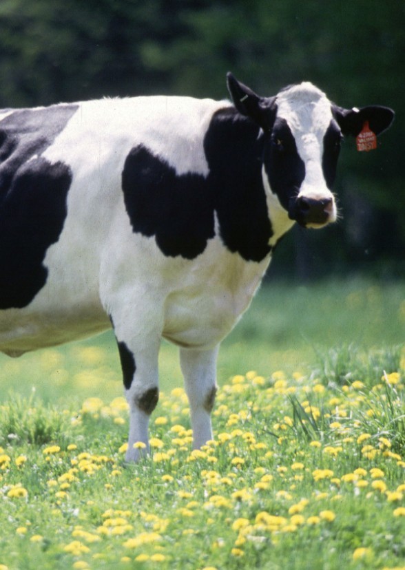 Dream of the Bovine 