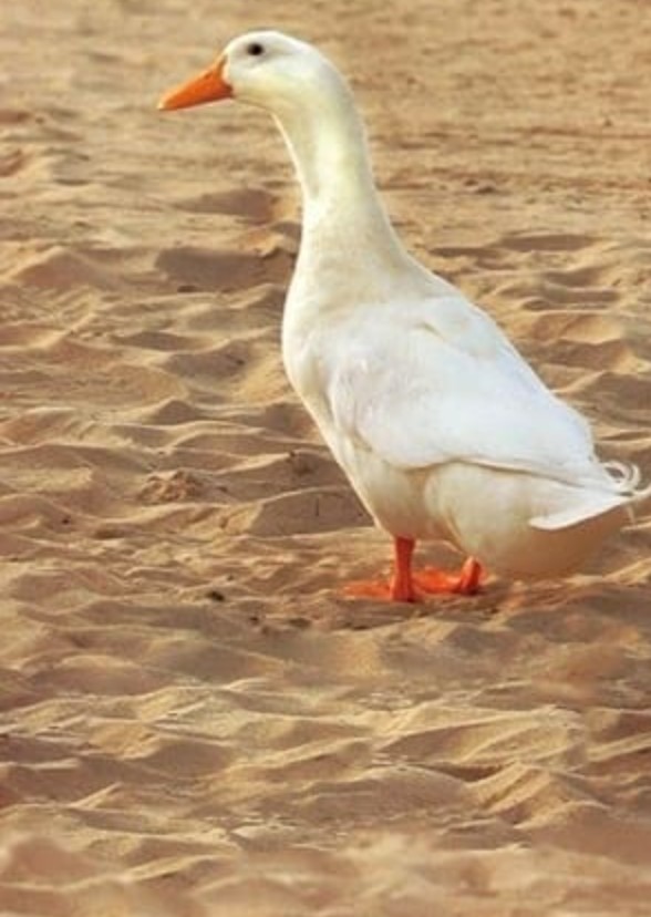 Duck Film