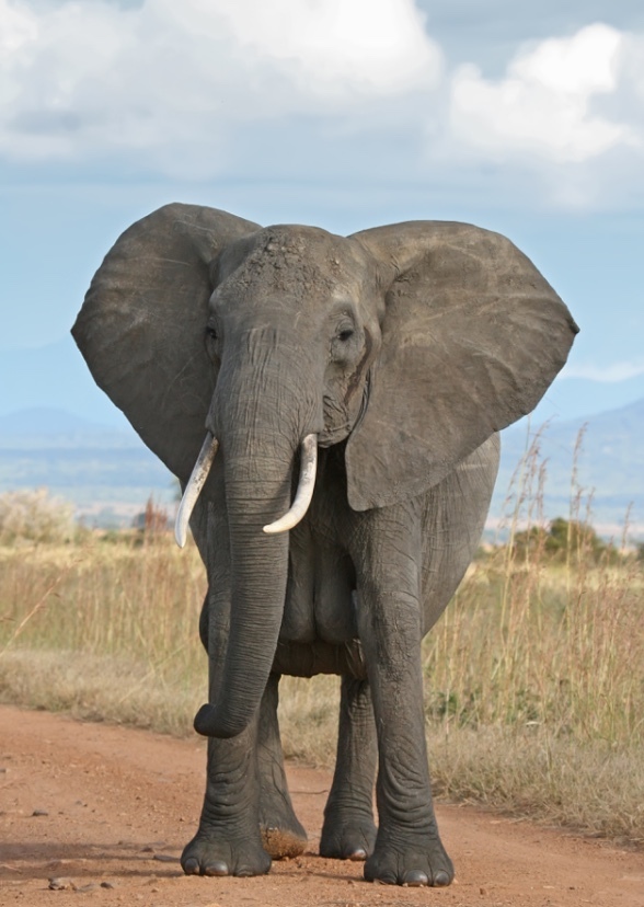 Elephant 