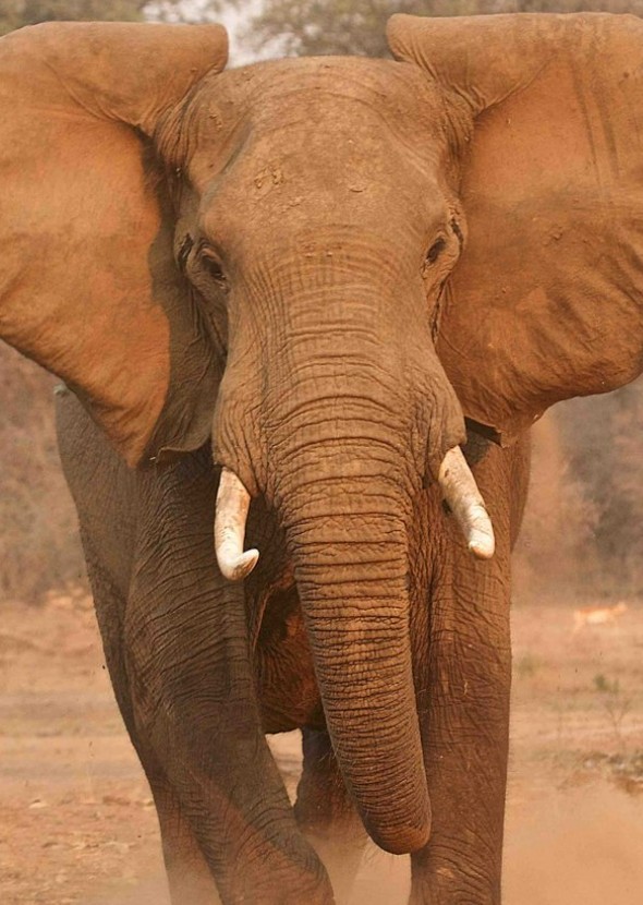 Elephant's Dislikes