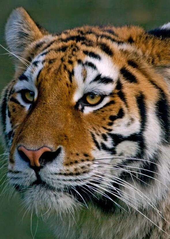 Endangered Animals