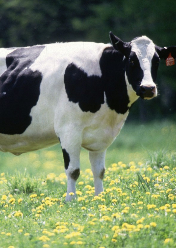 Farm animals as fictional characters