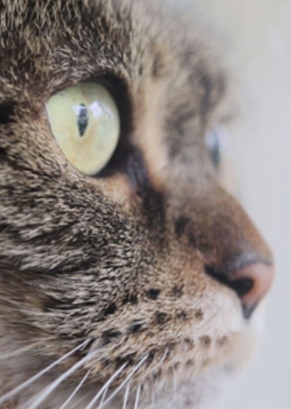 Fictional Cats By Coat Color