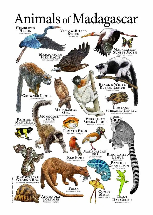 Fictional characters voicing Madagascar Animals