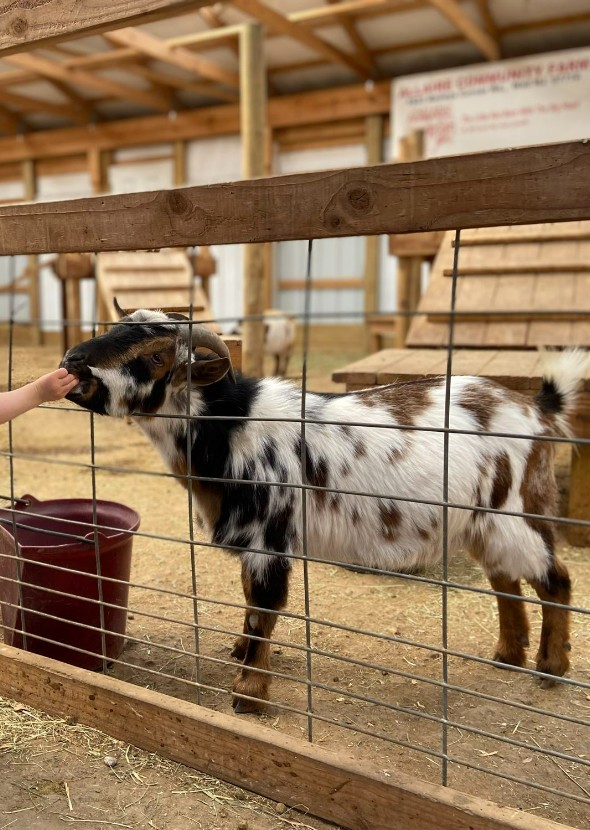 Fictional characters voicing Petting Zoo