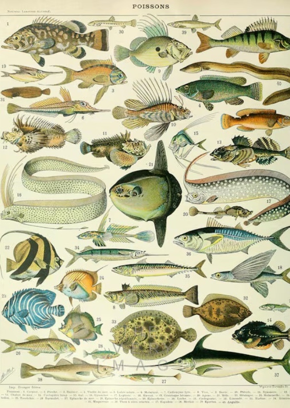 Fish tank