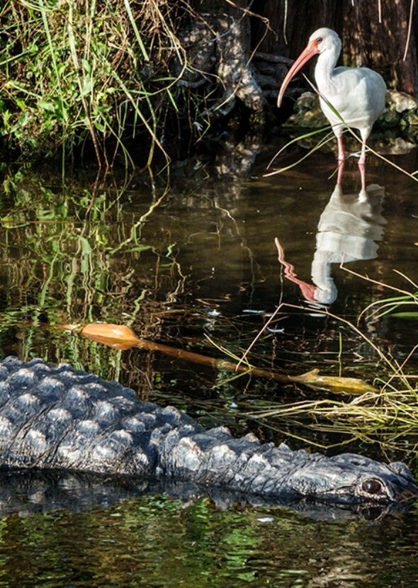 Florida Everglades