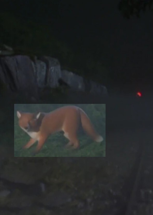 Fox In Series 9