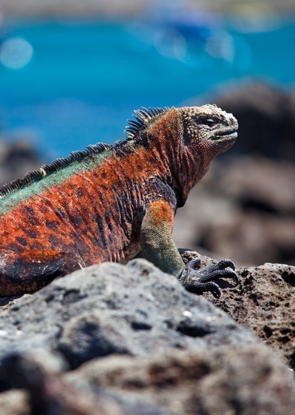 Galapagos 