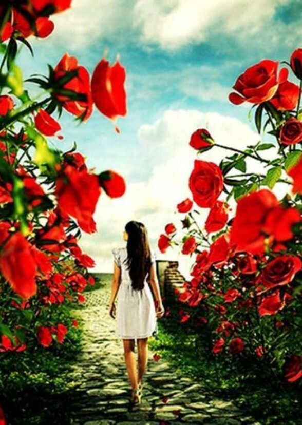 Garden of Roses