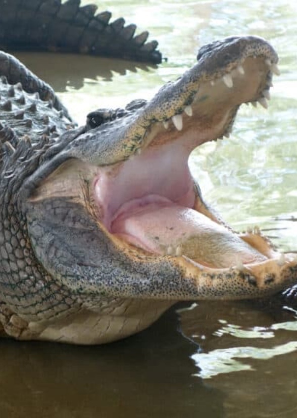 Gator Country the series
