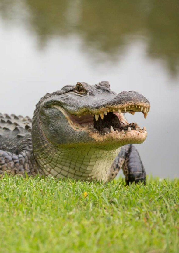 Gator country (parody)