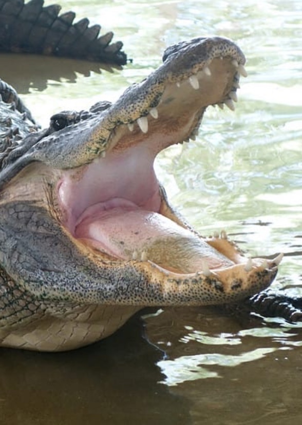 Gator Country the series