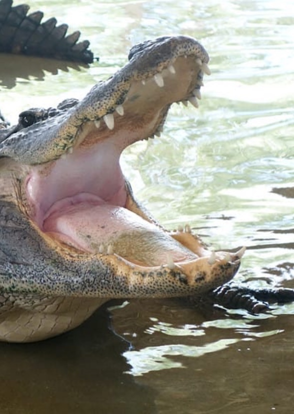 Gator country the series 