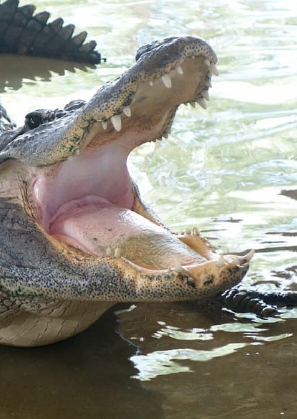 Gator Country (tv series)