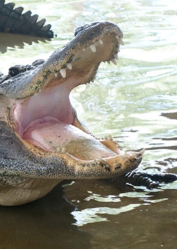 Gator country (tv series)
