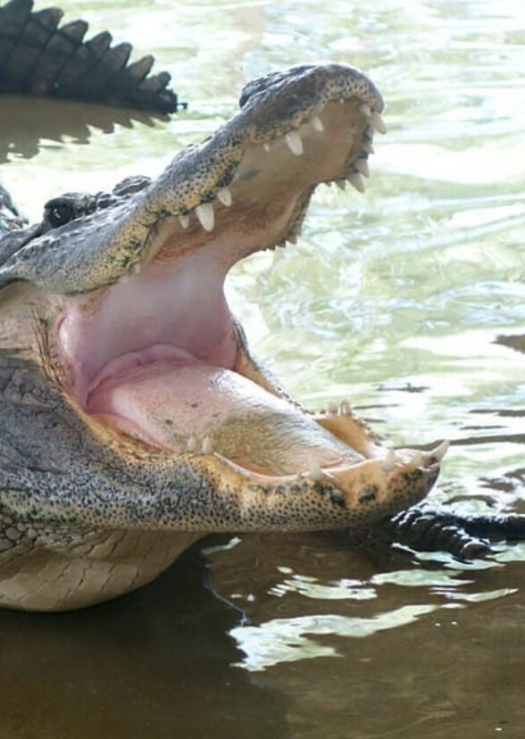 Gator Country (tv series)