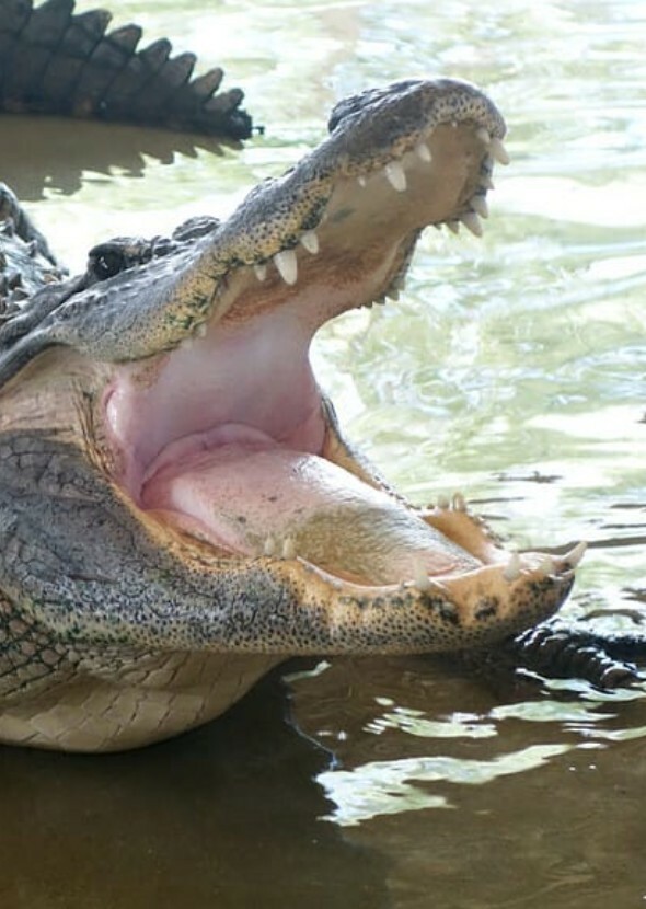 Gator Country (TV Series)