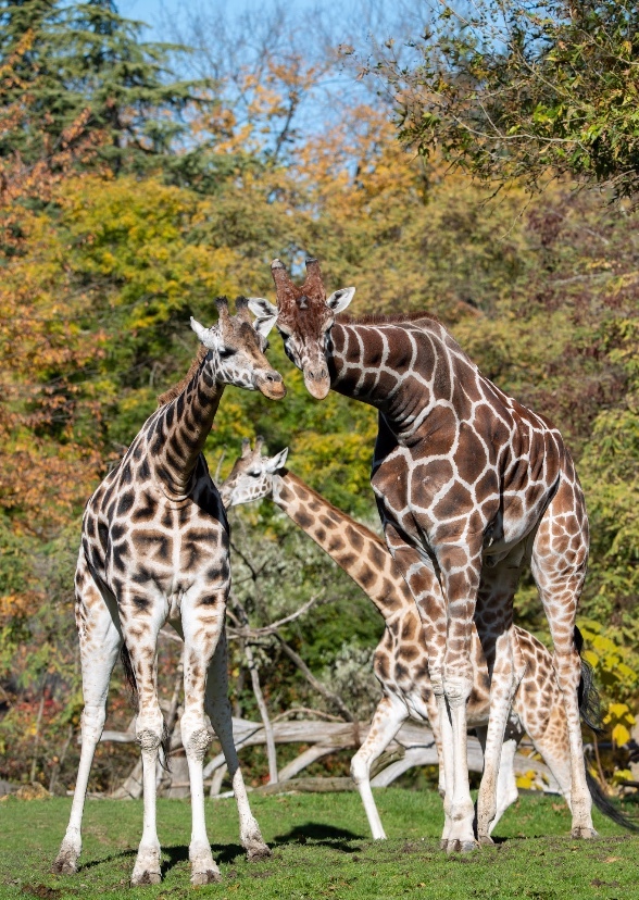 Giraffe