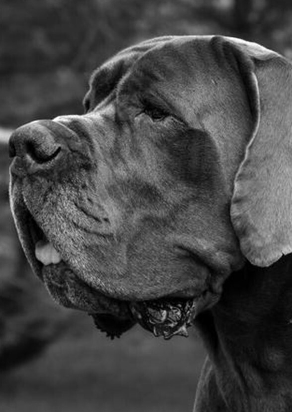 Great Dane