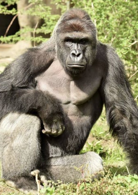Harambe 2: The Revival