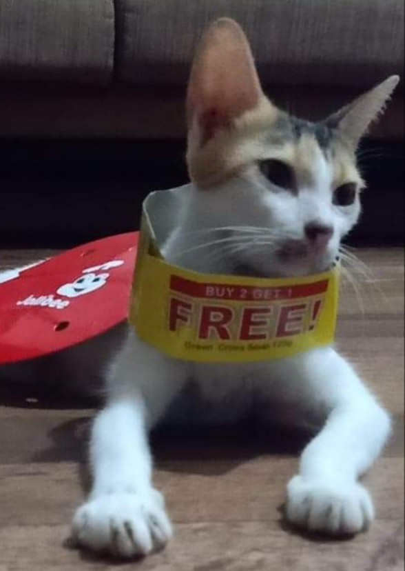 Hello Kitty Alitta - Alitta the cat